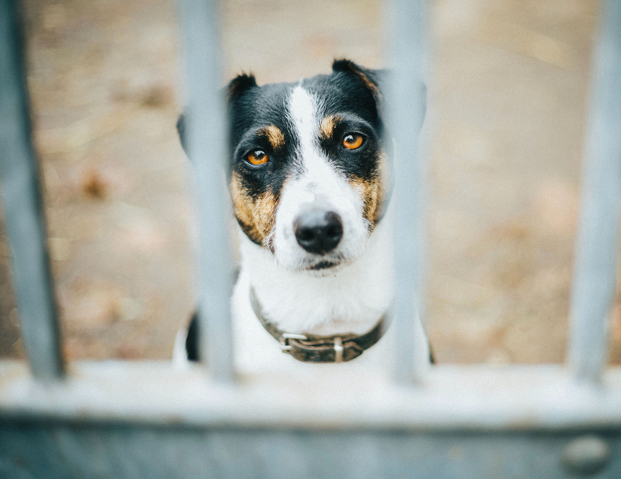 Stress nel cane e nel gatto: i sintomi per riconoscerlo