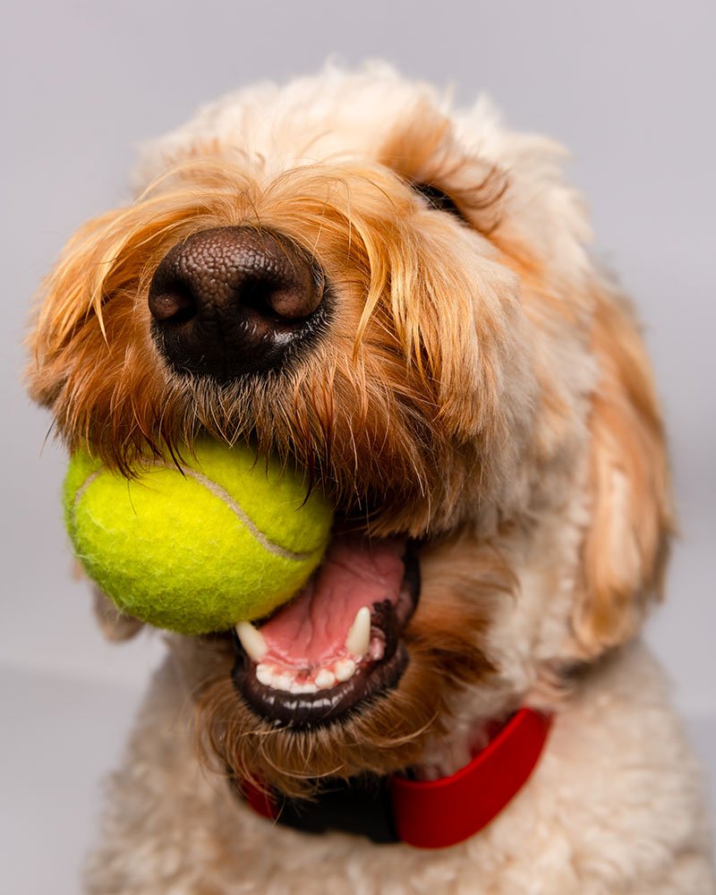 Flyball: come giocare a questo sport col proprio cane