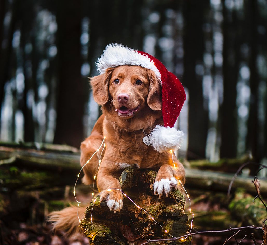 Regali di Natale per cani: cosa regalare ai quattro zampe?