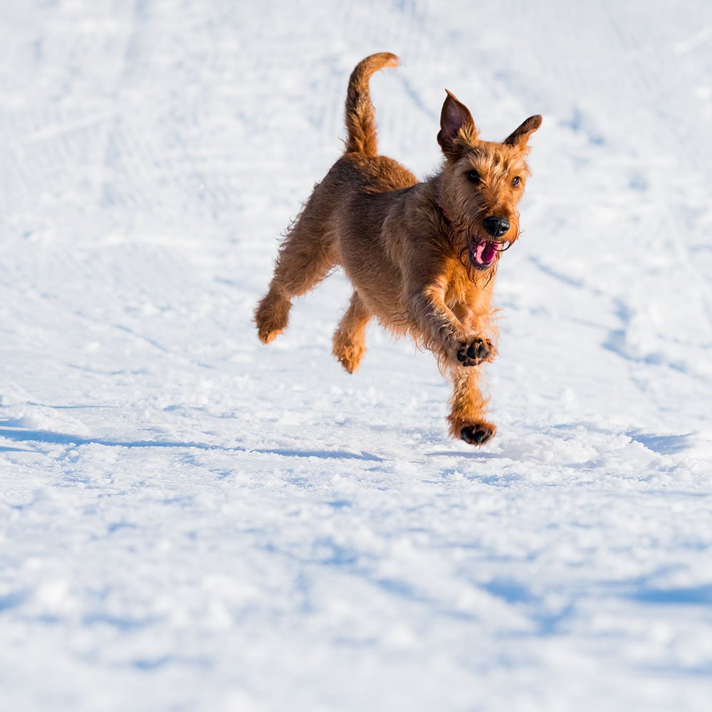 Cani sulla neve: come proteggerli e a cosa fare attenzione