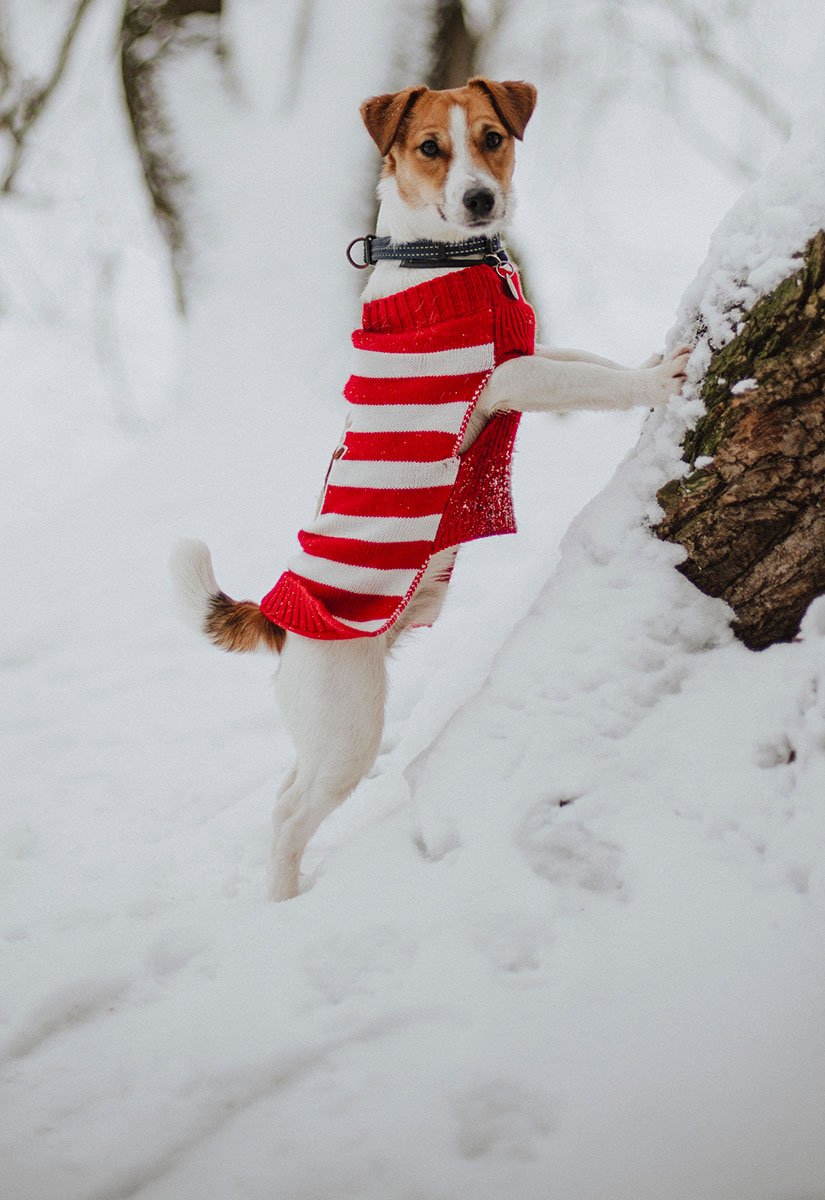 Cane in inverno: come affrontare il freddo con i quattro zampe