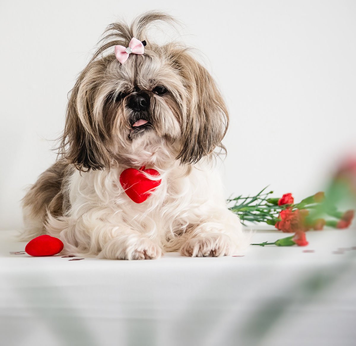 Vacanze di San Valentino col cane: dove andare?