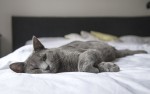 Perché accogliere cani e  gatti in un immobile in affitto breve?