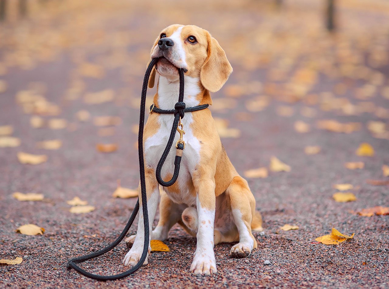 Come abituare il cane al guinzaglio prima di una vacanza?