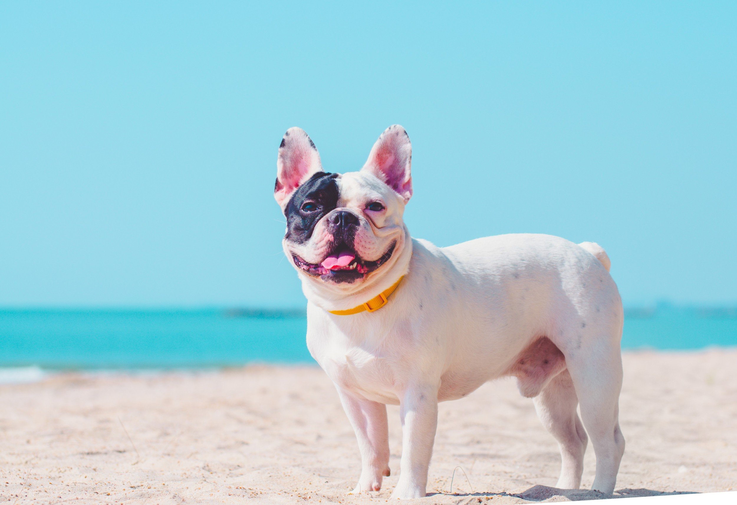 Dove andare in Puglia con il tuo cane