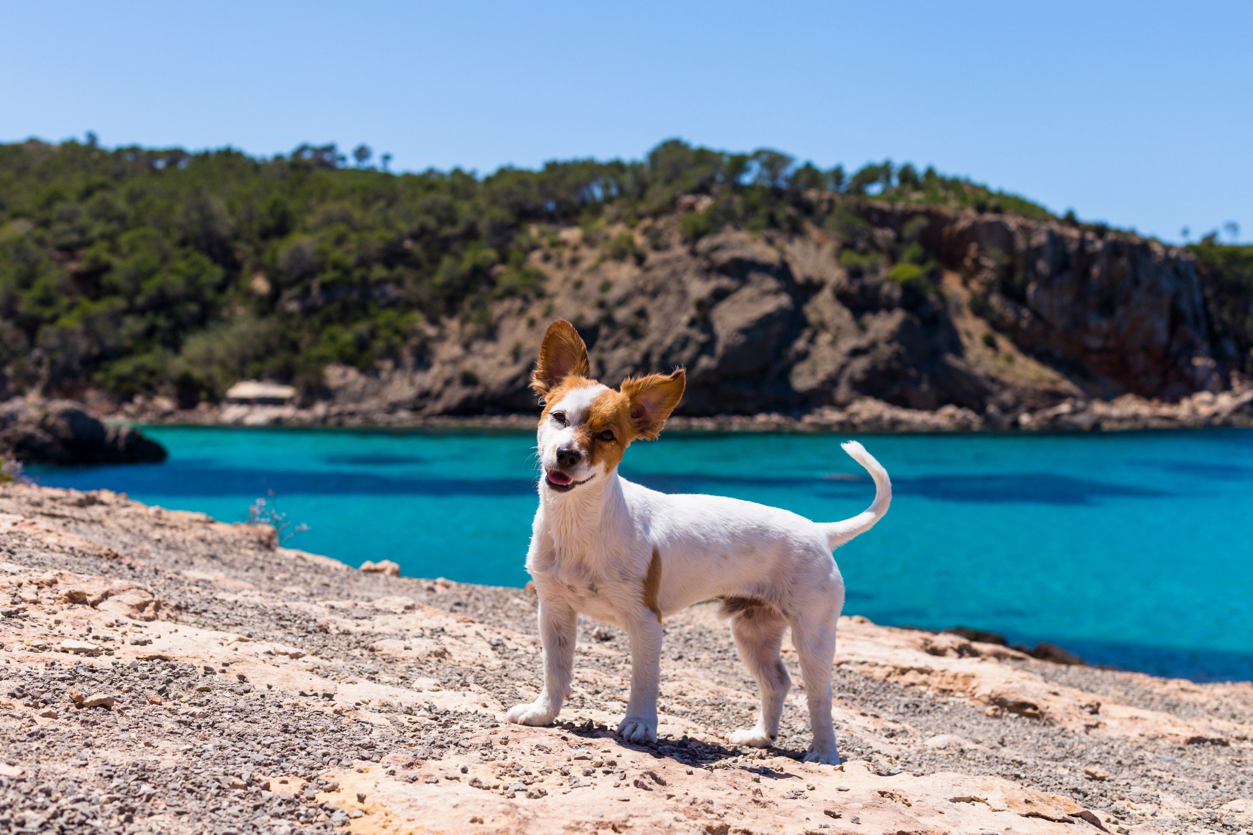 Dove andare in Campania con il cane