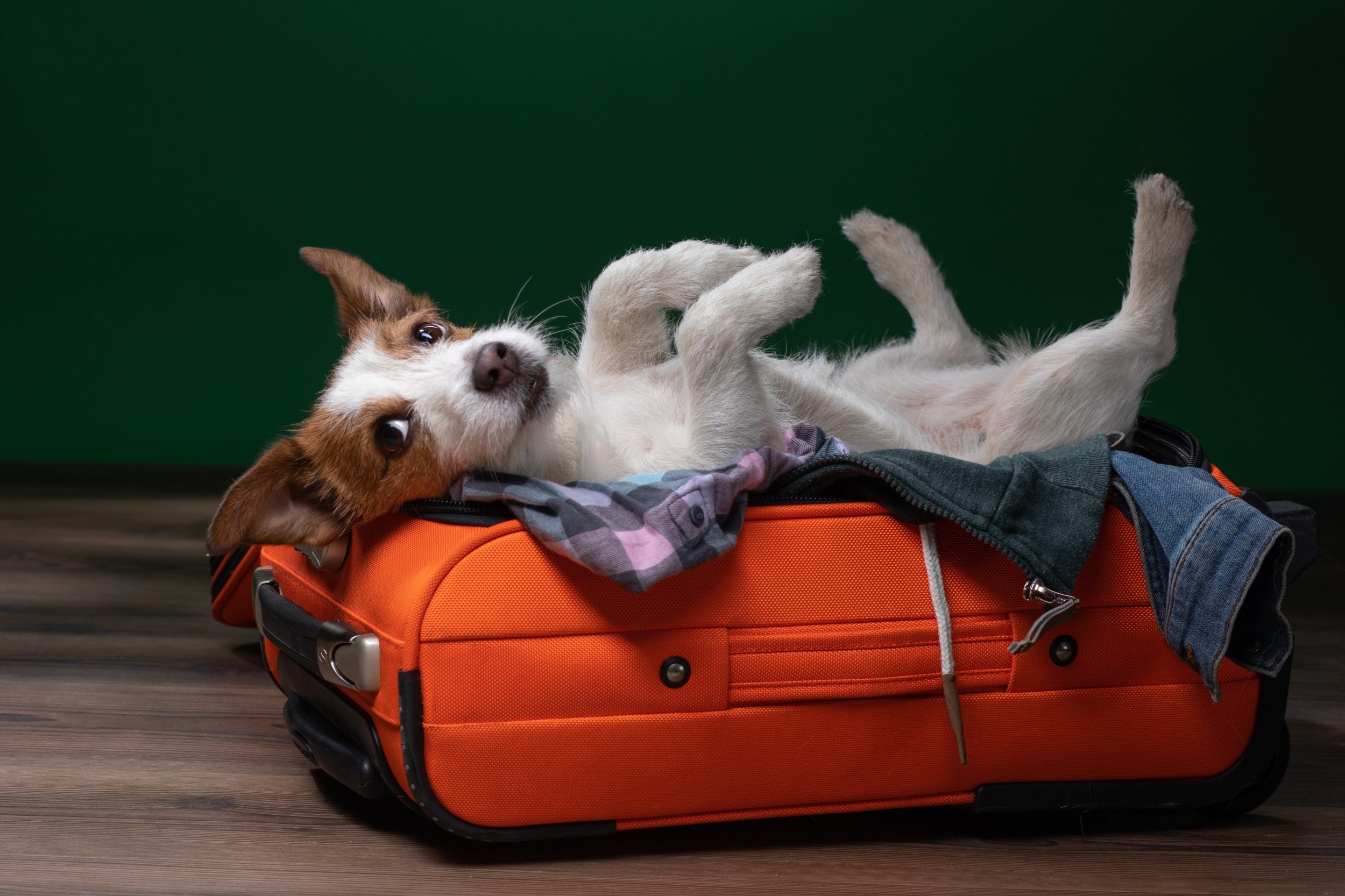 Vantaggi di portare il cane in vacanza con te