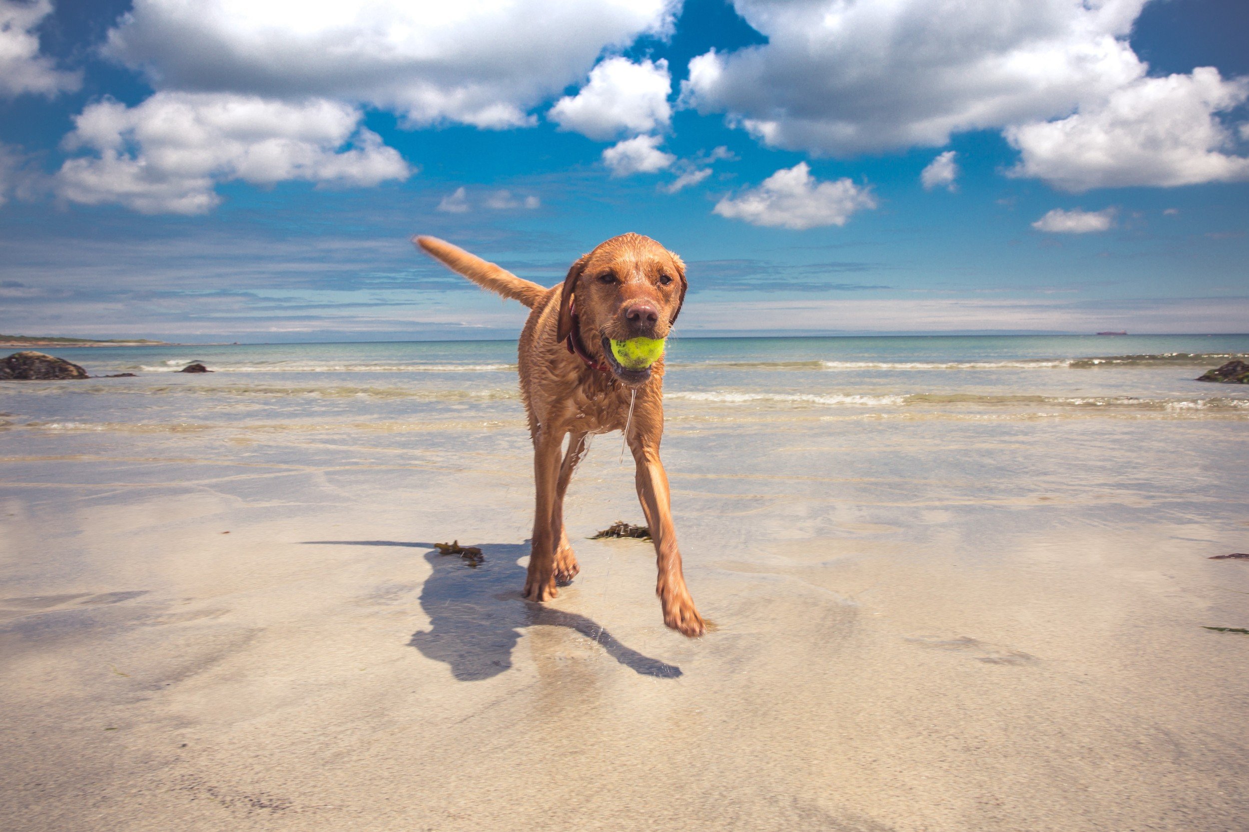 Spiagge per cani all'Isola D'elba