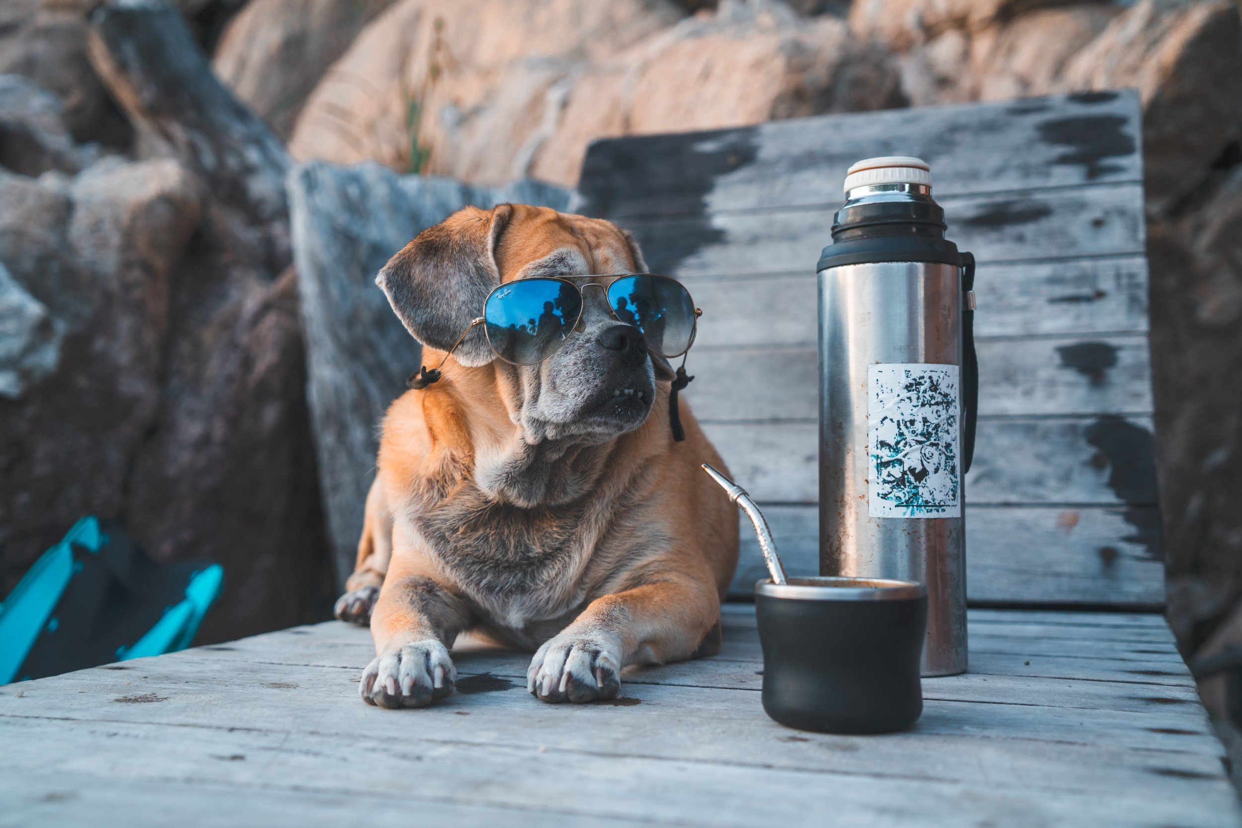 Come affrontare una vacanza con un cane anziano: consigli per un viaggio sereno