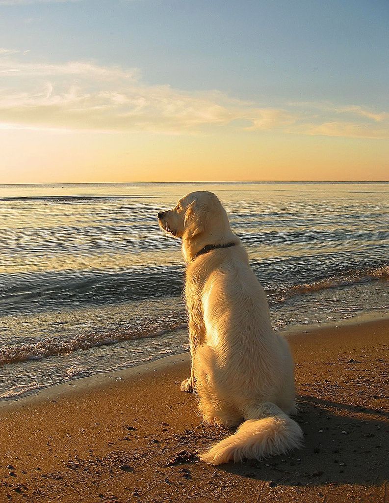 Cosa fare con il cane in Riviera Romagnola a settembre