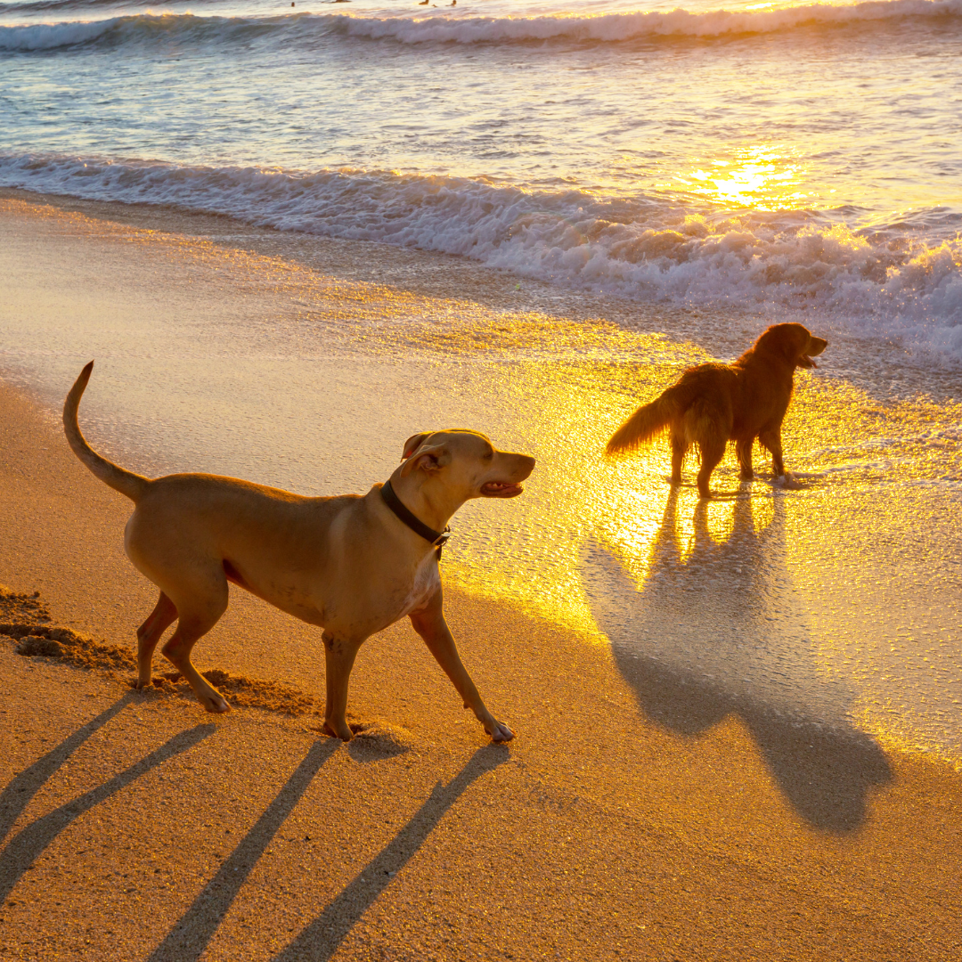 Come far socializzare il cane in spiaggia: consigli utili