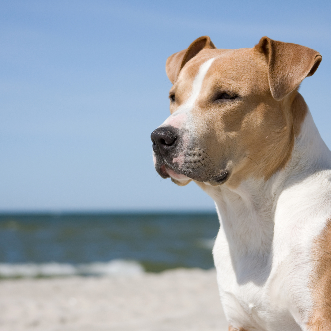 Vacanze con il cane alla scoperta della Liguria