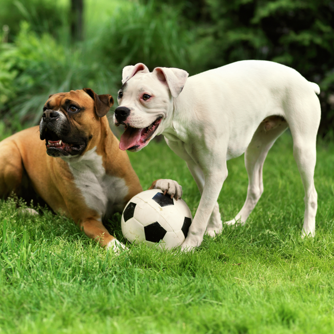 Giochi estivi in vacanza con il tuo cane