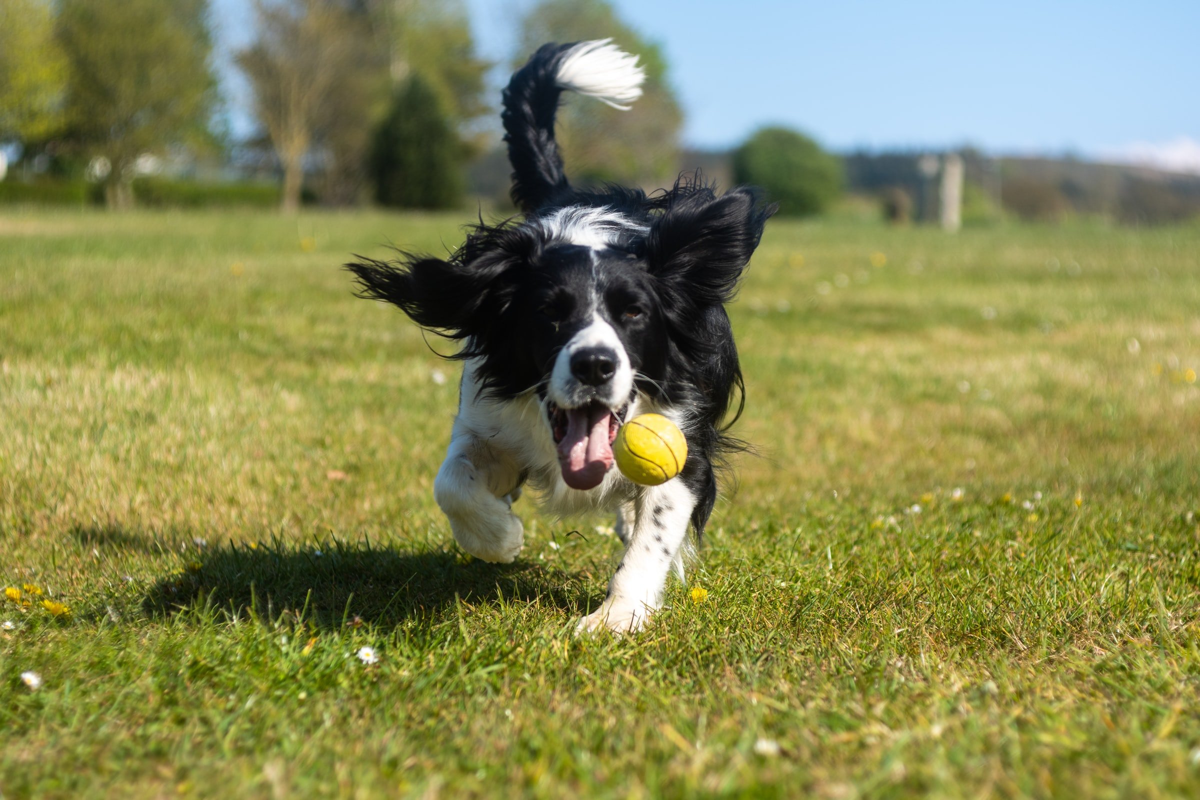 Giochi per cani: i migliori da fare con il tuo animale