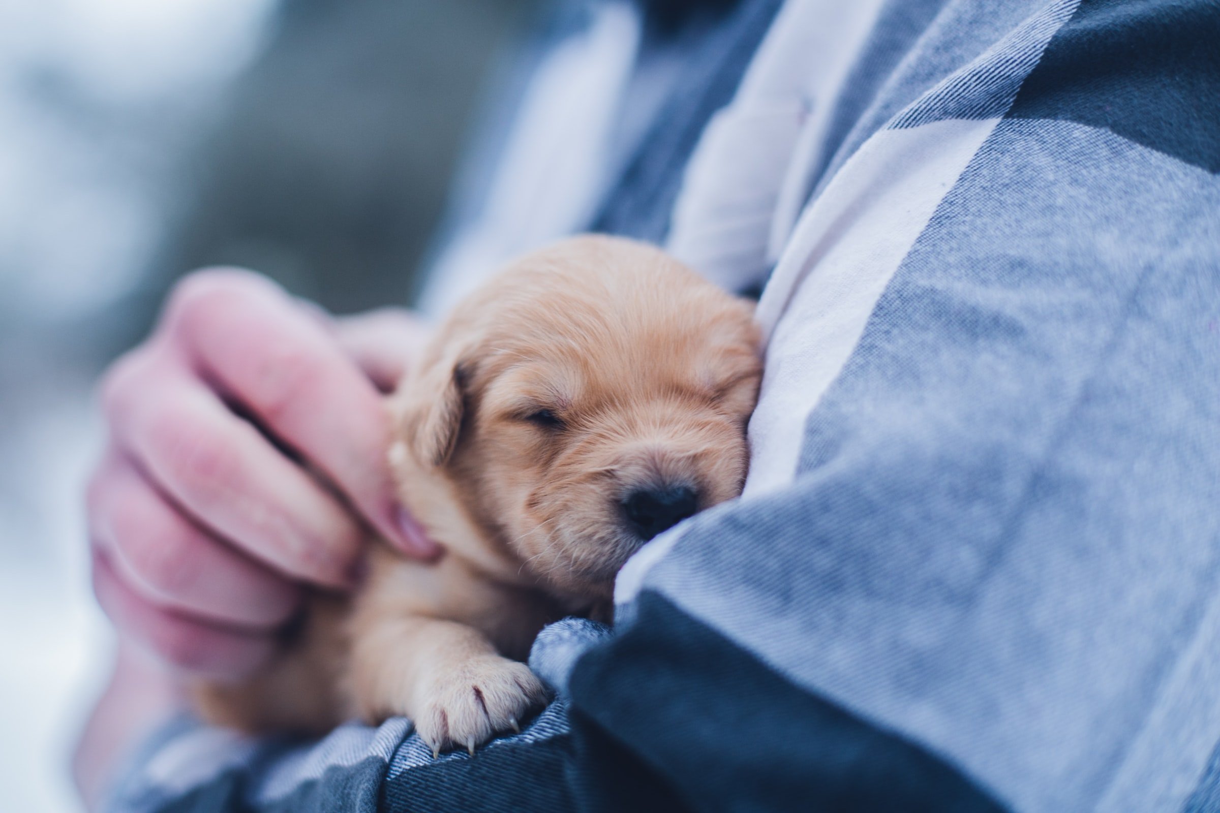 Pet therapy con cani e gatti