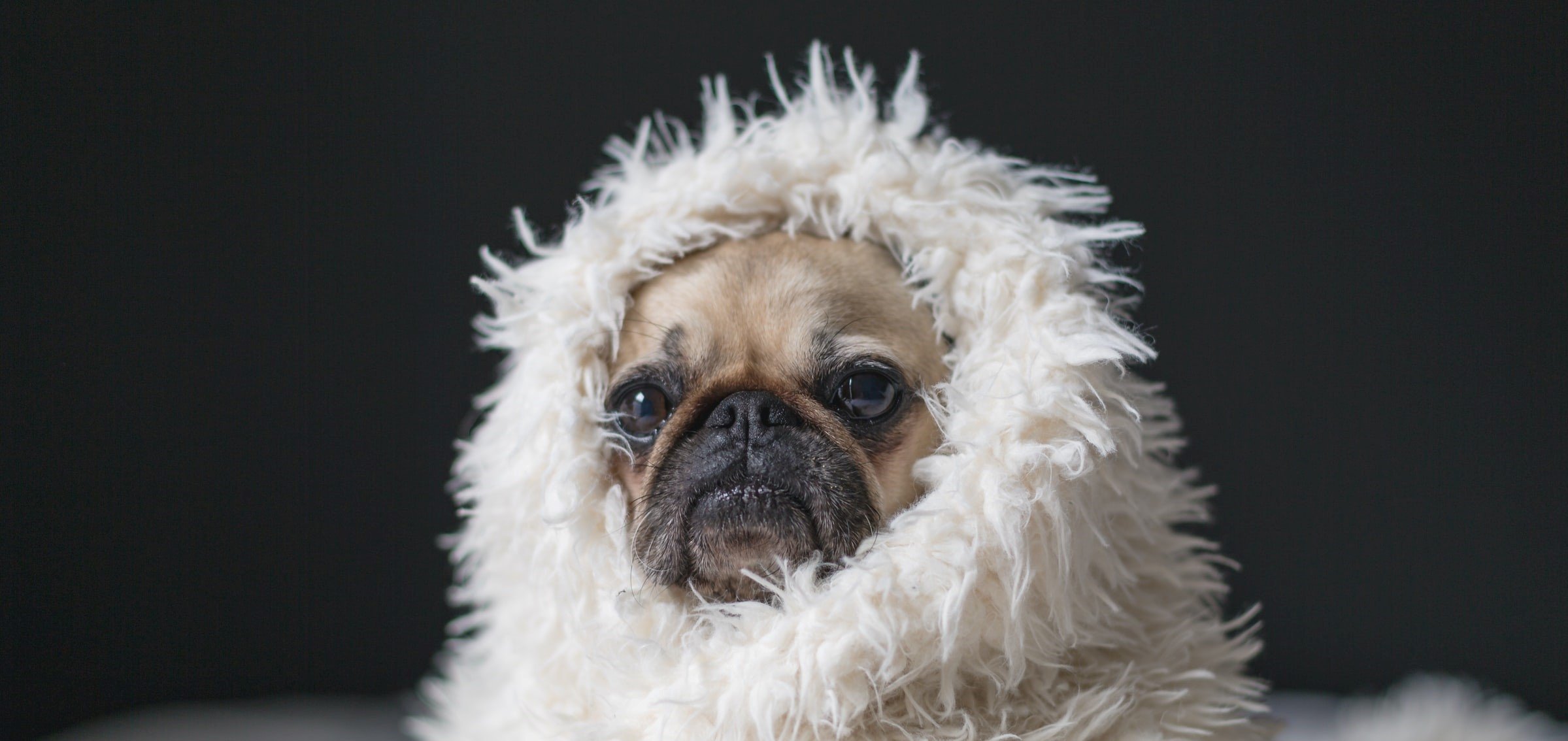 Come proteggere il cane dal freddo durante un viaggio