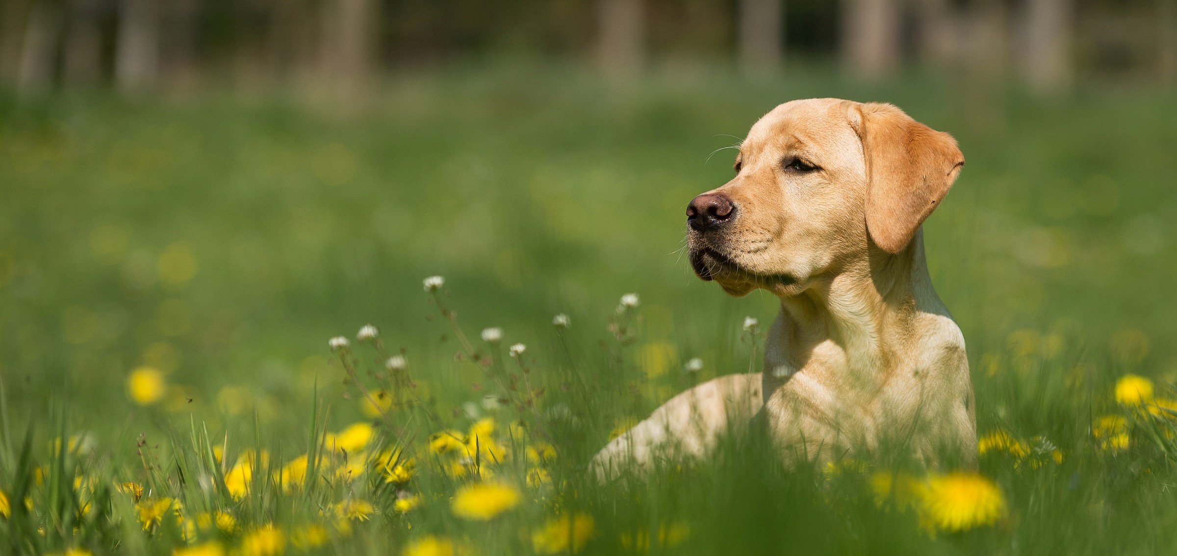 Dove andare in Liguria con il cane a primavera