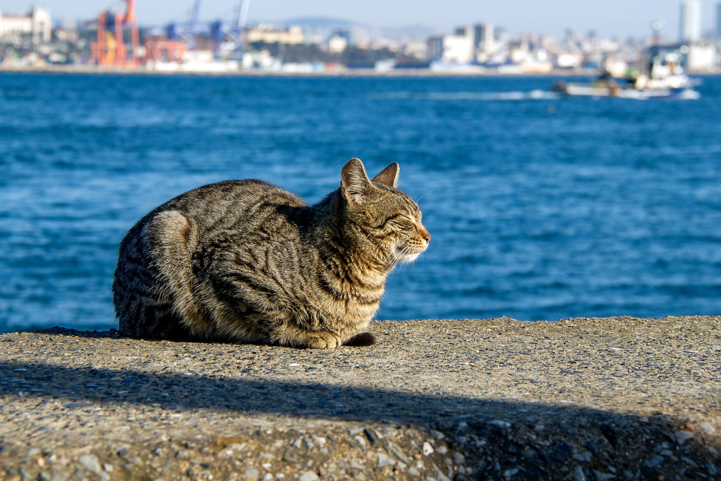 Viaggiare con un gatto in estate: come farlo in modo sicuro?