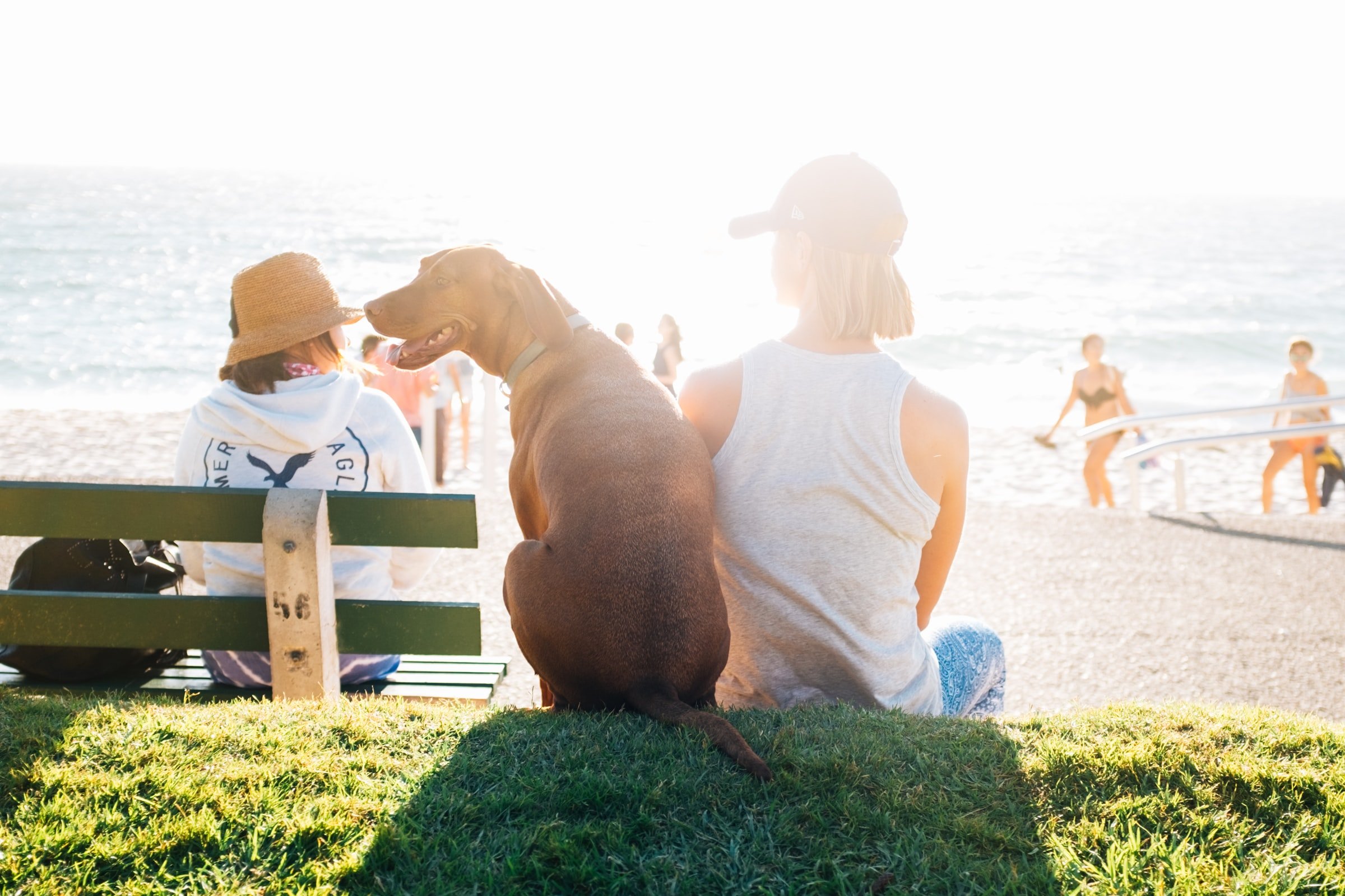 Vacanze con il cane: ecco a cosa fare attenzione