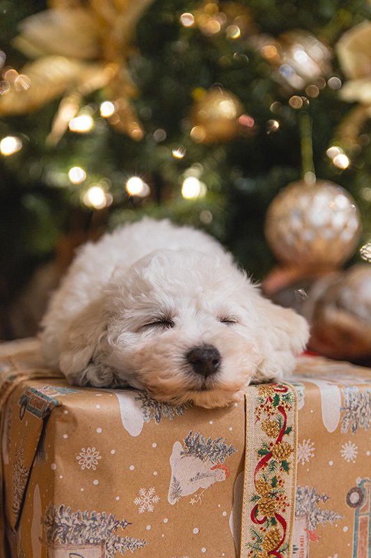 Dove andare a Natale e Capodanno con il cane?