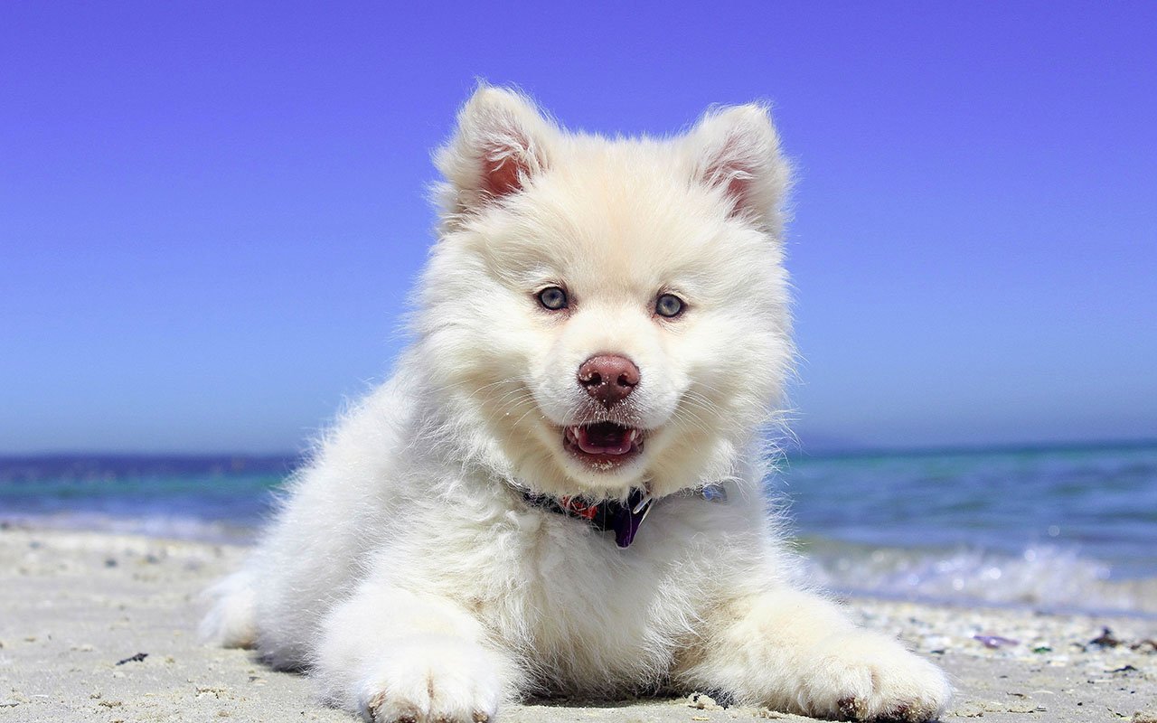 Muta del cane: come affrontarla in una casa vacanza