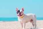 Dove andare in Puglia con il tuo cane