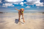 Spiagge per cani all'Isola D'elba