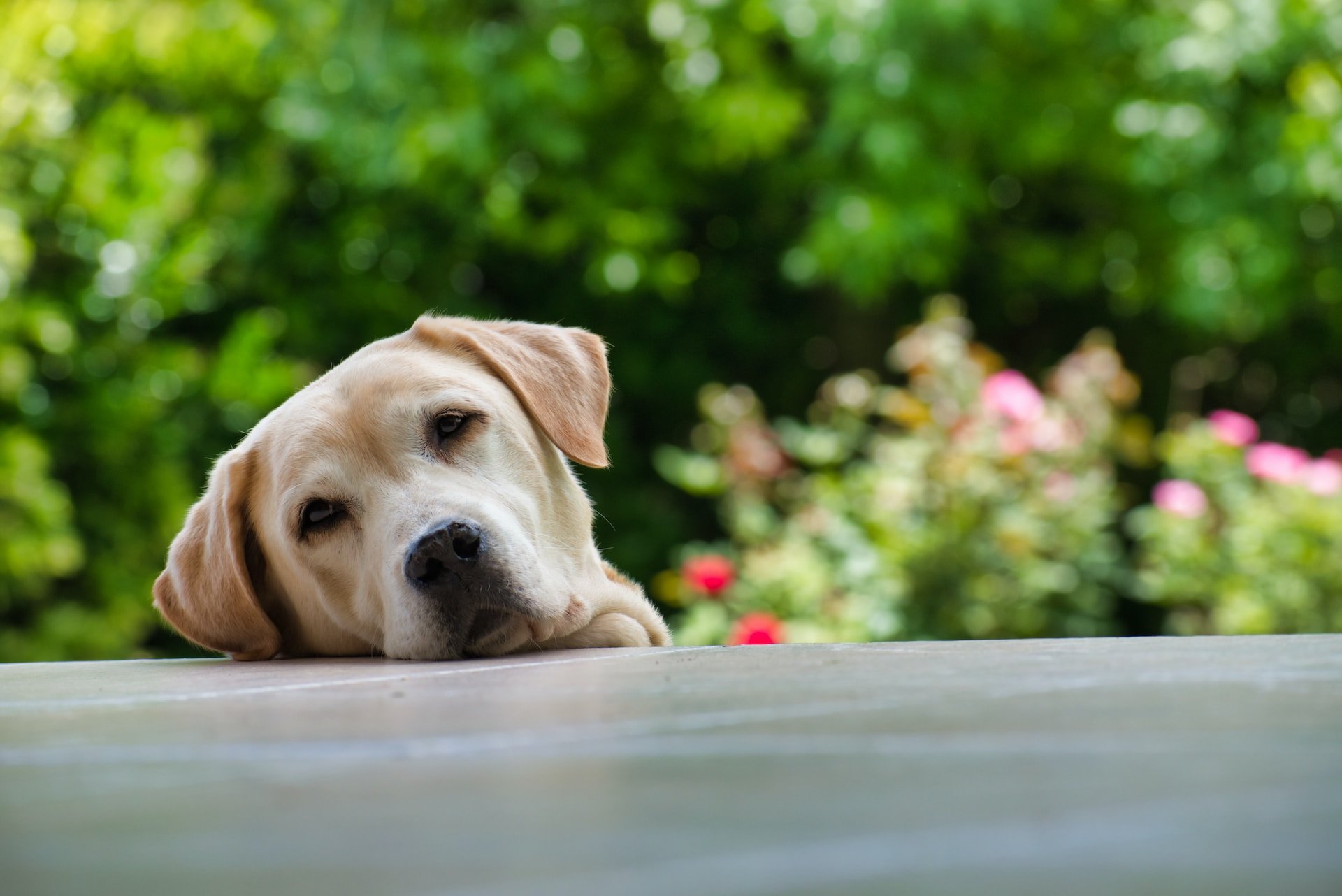 La filaria - un serio pericolo per il tuo cane e il tuo gatto - Stanchezza