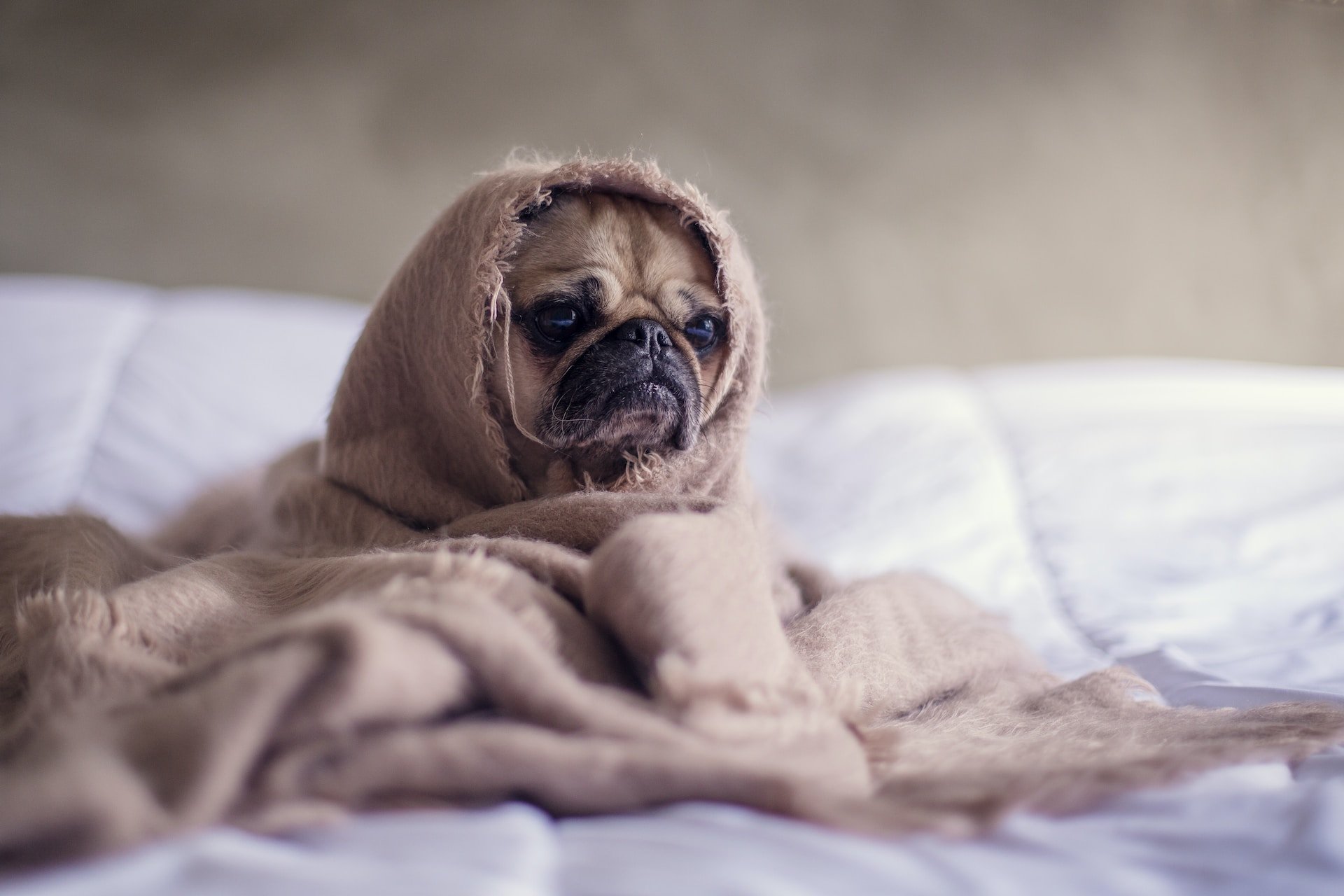 La Filaria: Un Serio Pericolo per il Tuo Cane e il Tuo Gatto